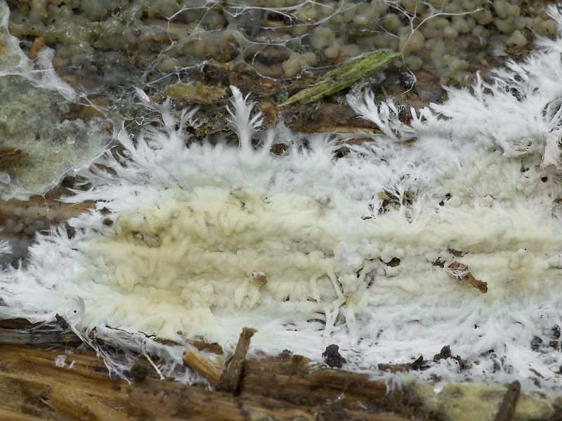 Vesiculomyces citrinus